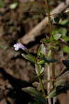 yellowseed false pimpernel